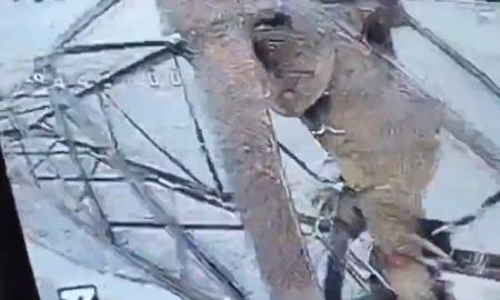 Lengas grobis. Kaip rusai tapo aukštalipiais (Video)