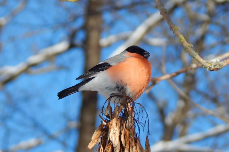 Juodagalvė sniegena