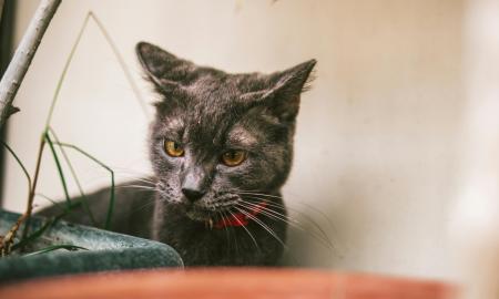 „AŠ ŠITO NEĖSIU!“: Mįslingas kačių išrankumas demaskuotas