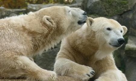 Jiems žadėjo išnykimą iki 2100 m. Mokslininkai šokiruoti. Baltieji lokiai nepasiduoda