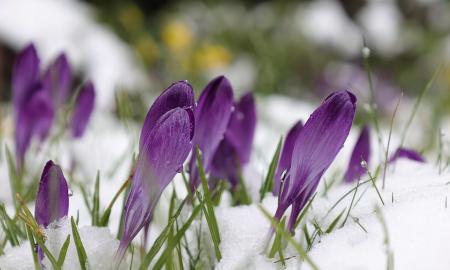 Žiemos pabaiga ruošia staigmeną: ruoškitės – vasaris kirs vasarišku nokautu!