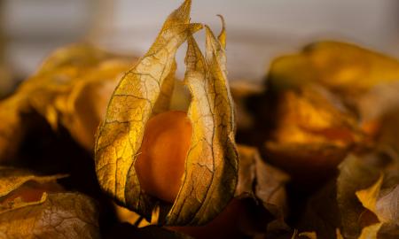 Užtenka vos saujos. Žarnyne veikia kaip šepetys