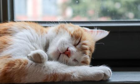 Šis katės įprotis gali rodyti sveikatos problemą. Niekada jo neignoruokite