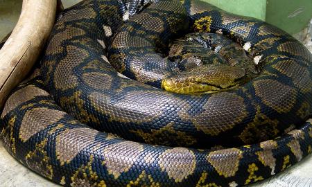 Jūs tik pažiūrėkite – kokia pabaisa! Tai oficialus naujas Gineso pasaulio rekordas (VIDEO)