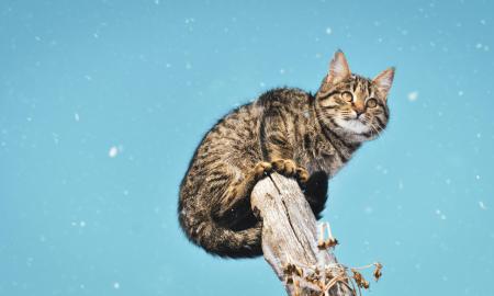 Geros žinios kantrybės netekusiems! Štai kada grįžta šiluma