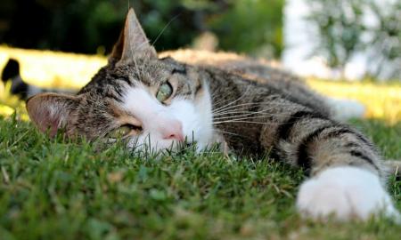 Kokia bus vasara Lietuvoje? Deja, šios prognozės nėra geros