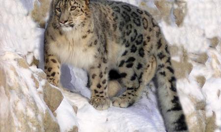 Ar turite „snaiperio regėjimą“? Suraskite snieginį leopardą per 10 sekundžių! (FOTO)