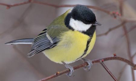 Prie lango priskrenda zylės ir barbena į stiklą? Nedaugelis žino, ką tai reiškia