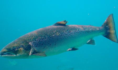 Tai viena populiariausių žuvų Lietuvoje. Dvi šalys ką tik uždraudė ją valgyti