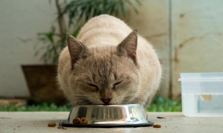 Kaip katės glostymas prie dubenėlio ją veikia? Pabandykite – būsite šokiruoti