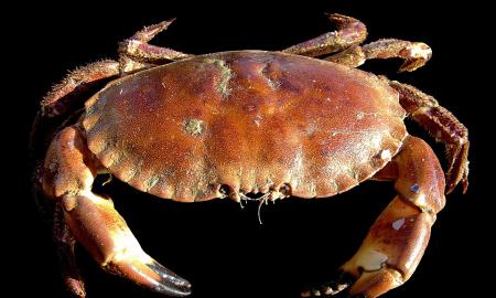 [ŽT] Didysis pabėgimas: krabas nusprendė, kad akcija jam negalioja, ir ištrūko į laisvę (Video)