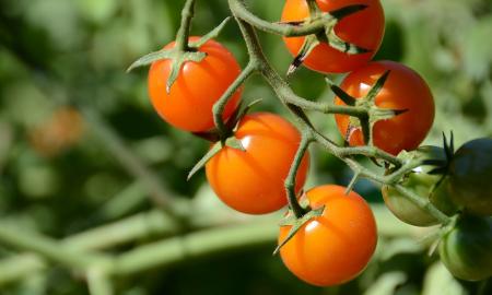 Šiurpus atradimas... Augalai „rėkia“ – o vabzdžiai tai girdi... (VIDEO)