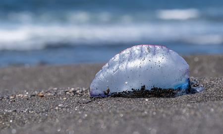 Jie pasirodė Europos paplūdimiuose. Niekada jų nelieskite