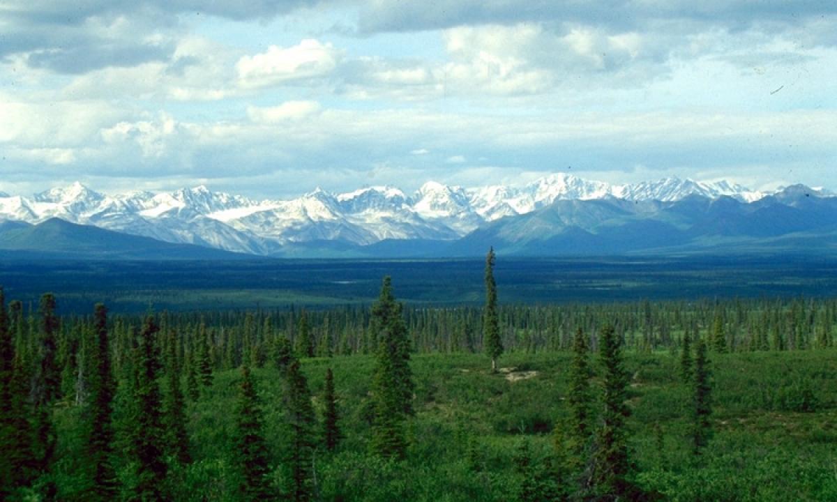 Miškai juda į šiaurę. Mokslininkai iš orbitos pastebėjo paslaptingą reiškinį