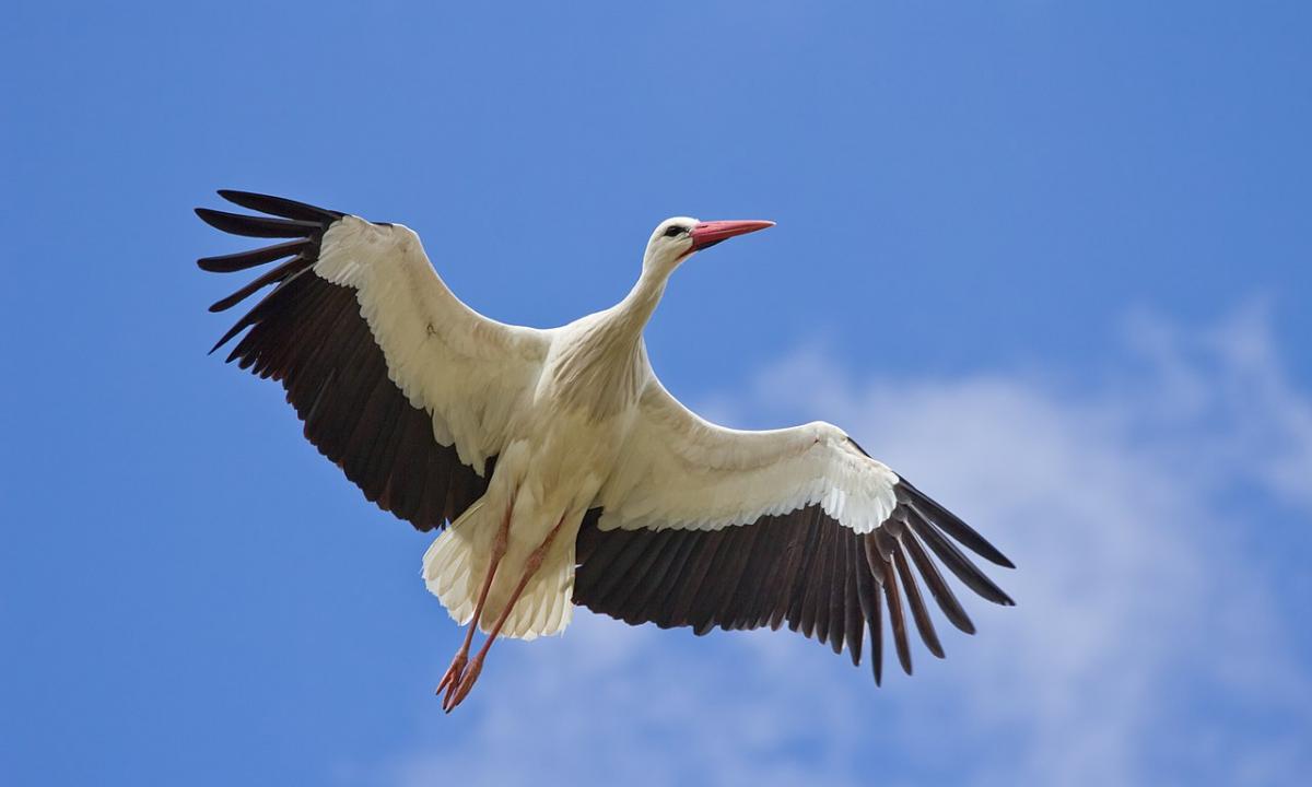 Ar laukiate jų? Kada gandrai sugrįš į Lietuvą? Paukščiai žengė svarbų žingsnį