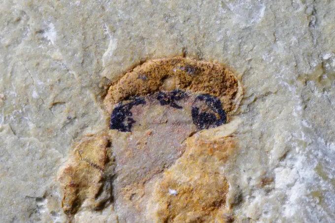 𝐻𝑎𝑖𝑘𝑜𝑢𝑖𝑐𝘩𝑡𝘩𝑦𝑠 fosilija, kurioje matomi išlikę melanocitai