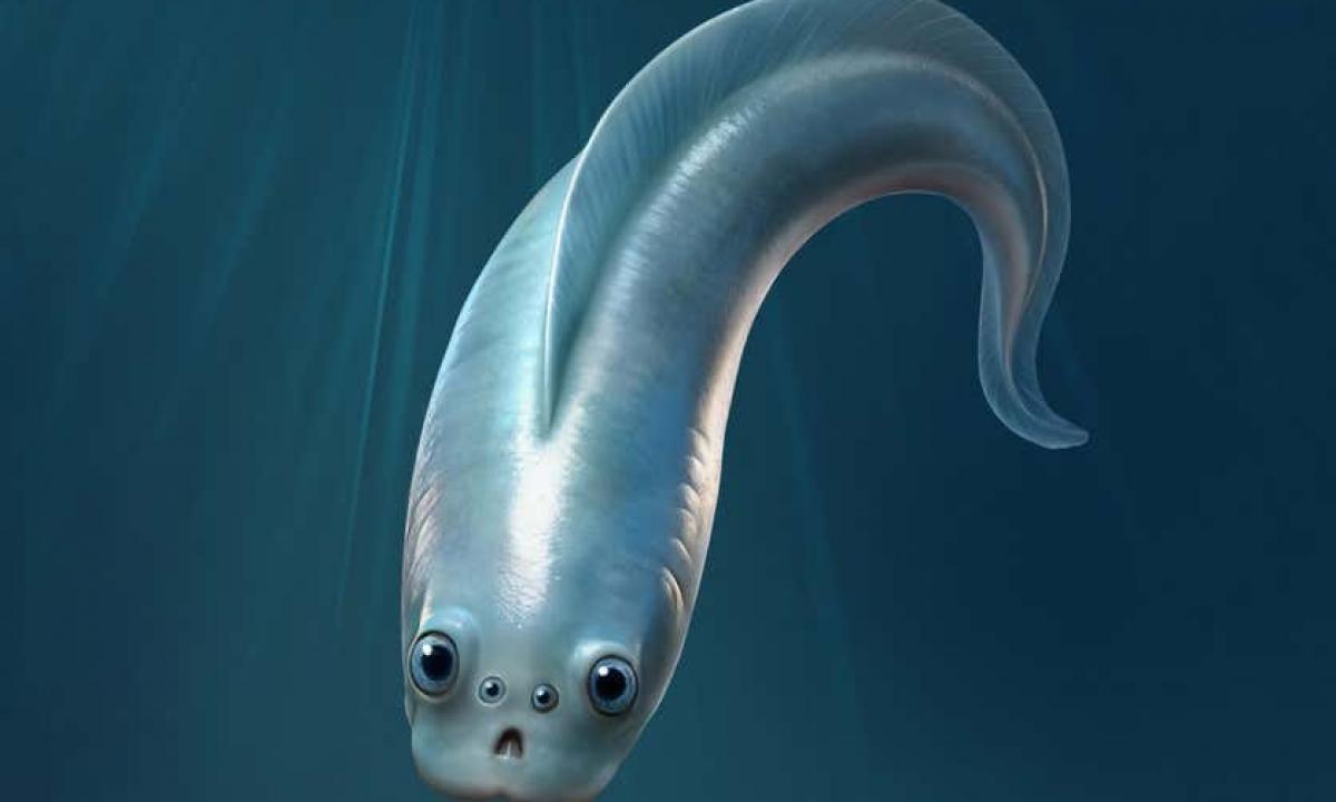 Mūsų pirmieji stuburiniai protėviai galėjo turėti keturias akis