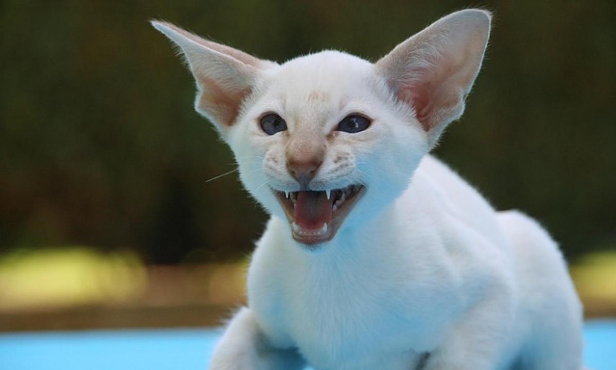 Kodėl katė laižo, o tada kanda? Paslaptis pagaliau atskleista