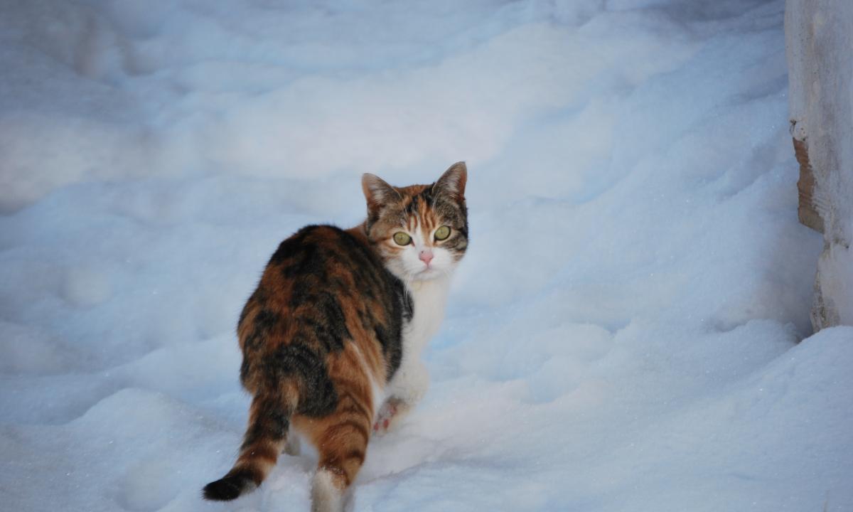 Raudonoji masė plūsta į Lietuvą. +10 laipsnių. Drebinanti kovo pradžia 