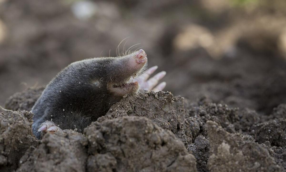 Įmesk du kamuoliukus į kauburėlį. Joks kurmis to neatlaikys