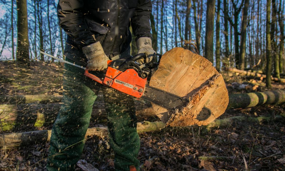 Kovo 1 d. nauja tvarka! Be leidimo – šių medžių kirsti negalima
