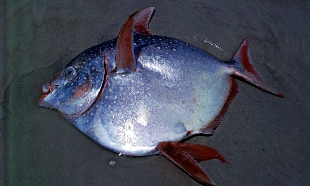 Vienintelė tokia žuvis pasaulyje. Kaip jai pavyko pavyko atlikti šį triuką?
