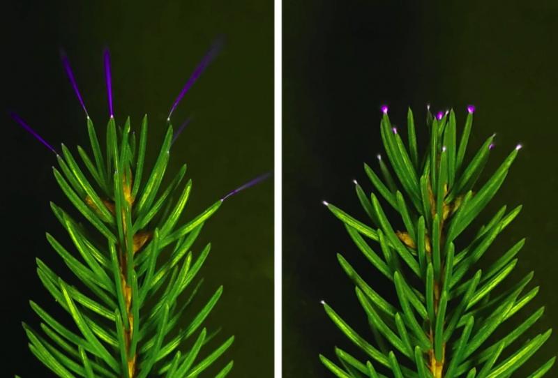 Sparkles on the Tips of Sparkle Needles (Žiburėliai ant žėrinčių adatų galiukų), William Brune 