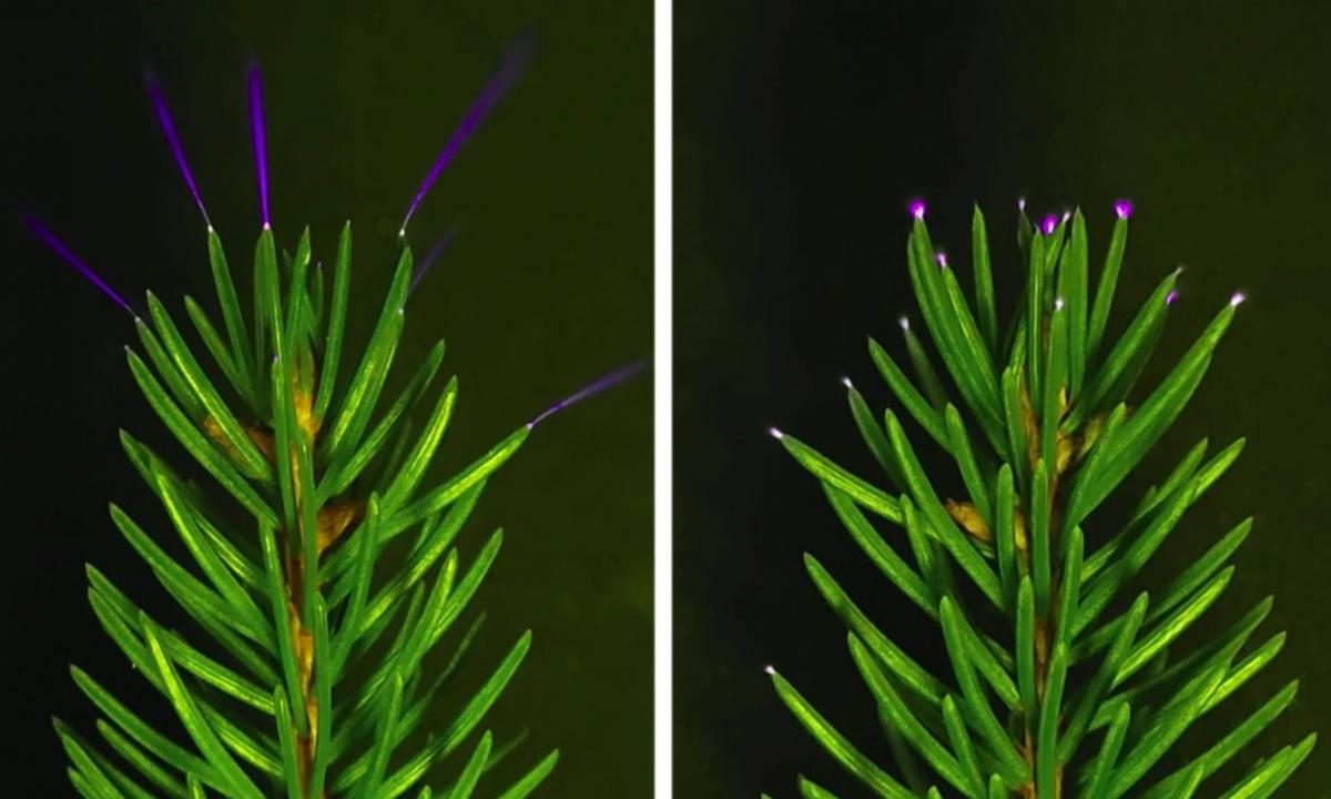 Melsvas švytėjimas virš miškų. Užfiksavo šimtmetį ieškotą reiškinį