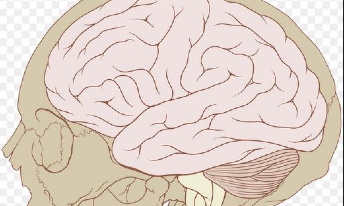 Smegenys kaip jaunystėje: mokslininkas B. Rossas atskleidė paprastą būdą sustabdyti protinį nuosmukį