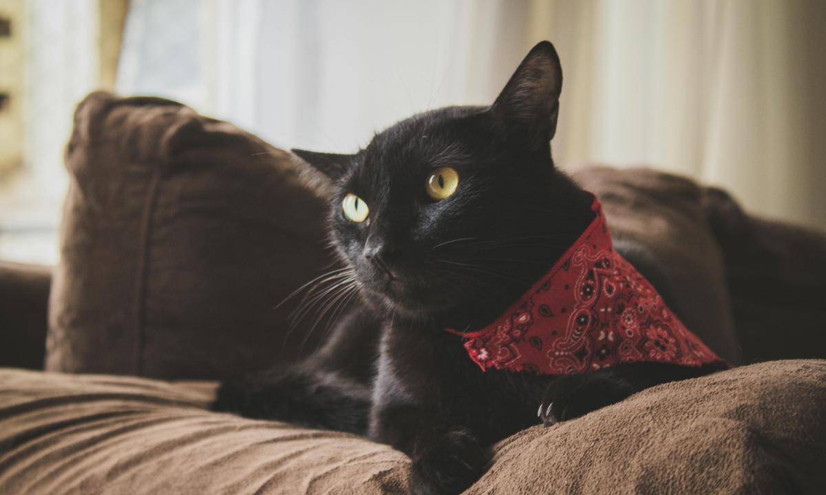 Kaip greitai pašalinti augintinių šerius nuo sofos? Sužinokite gudrybių, kurios nustebins visus