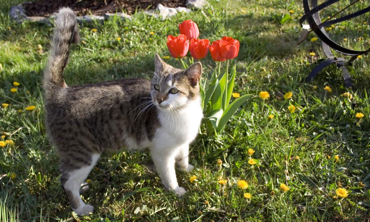 DĖMESIO, kačių savininkai! Tulpių puokštė gali pražudyti jūsų katę – kodėl jos pavojingos?