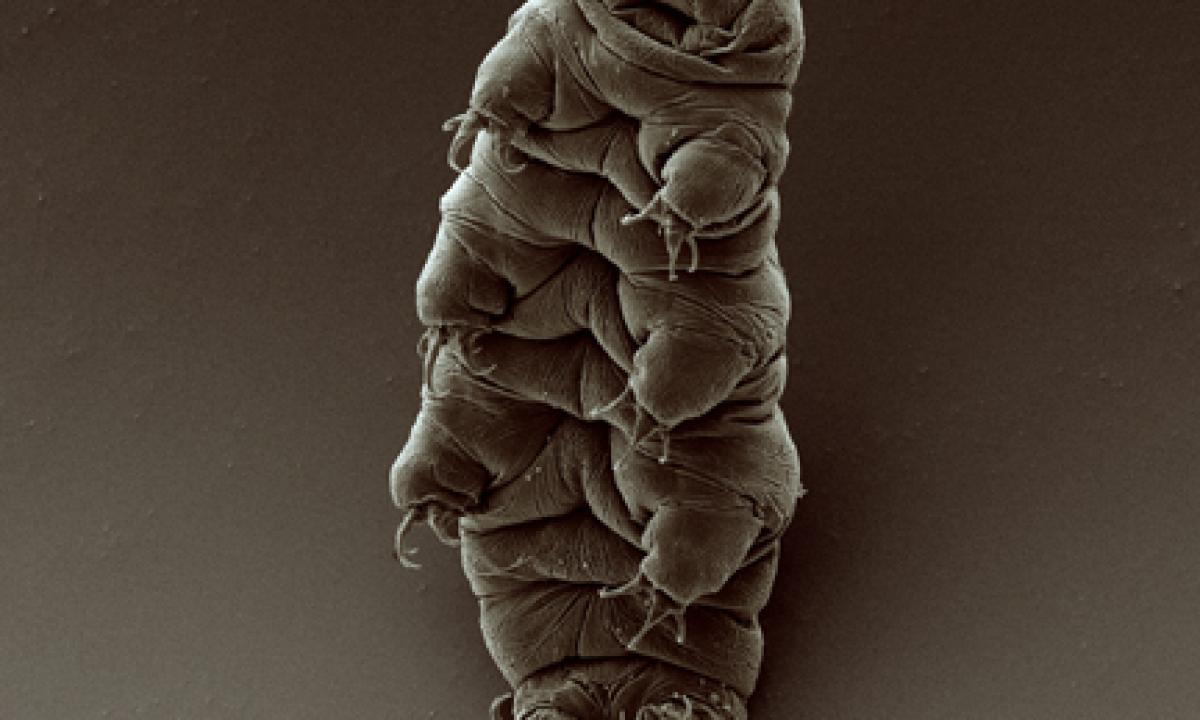 Lėtūnai turėjo būti nesunaikinami. Jie atrado vandens meškučių silpnąją vietą