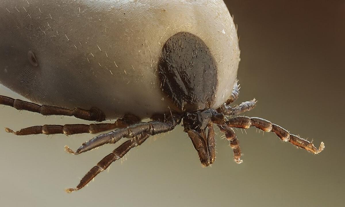 „Blogiausia“ kraujo grupė. Erkės šiuos žmones puola kaip pasiutusios