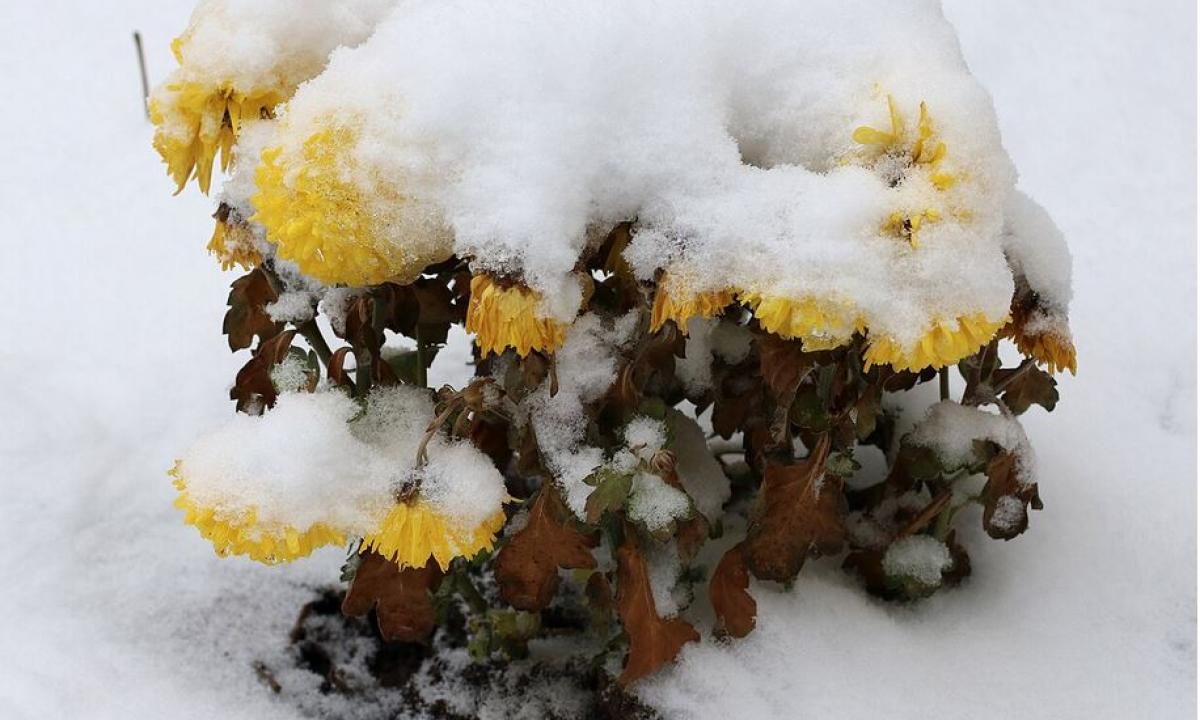 ŠOKAS ANT VELYKŲ STALO: naujausios prognozės 2026-iesiems žada ne žibuokles, o pusnis – išsitraukite kastuvus!