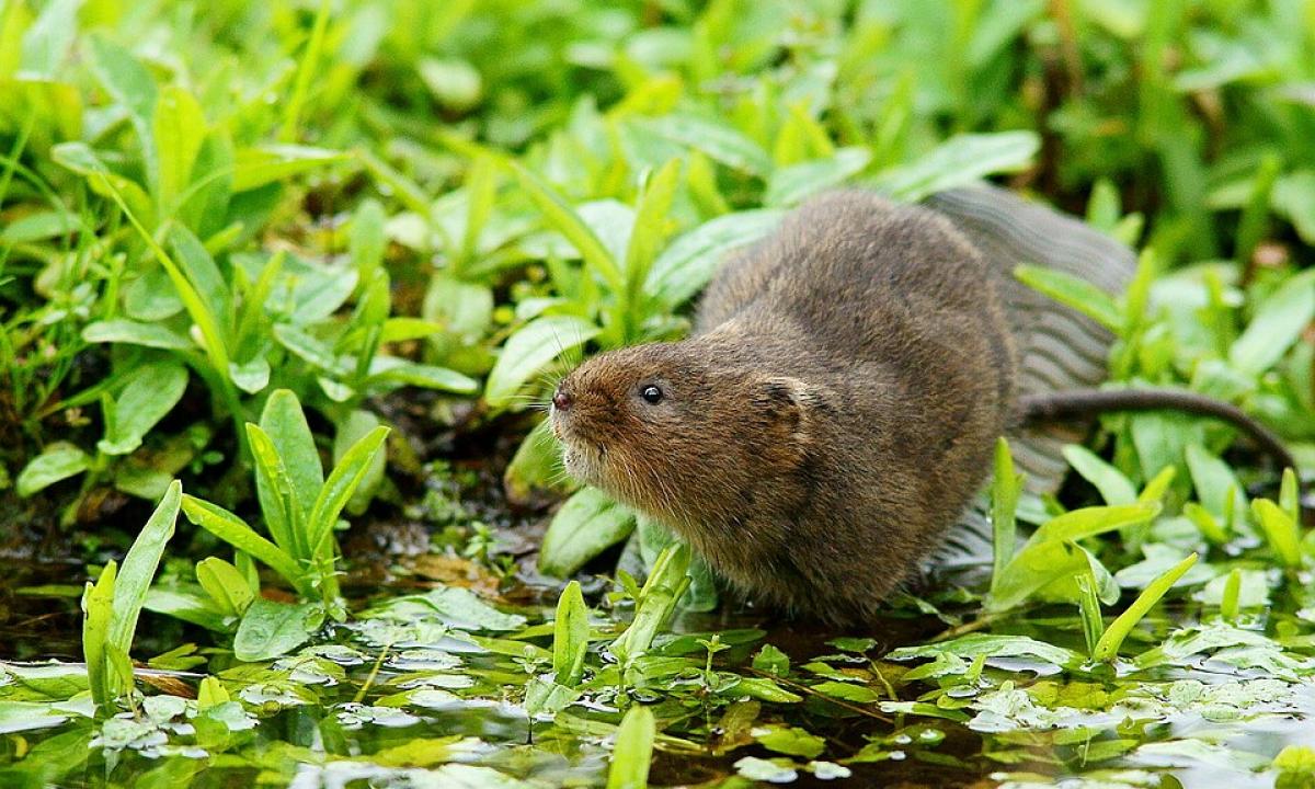 Jie blogesni už kurmius. Gali akimirksniu sugadinti žemės sklypą