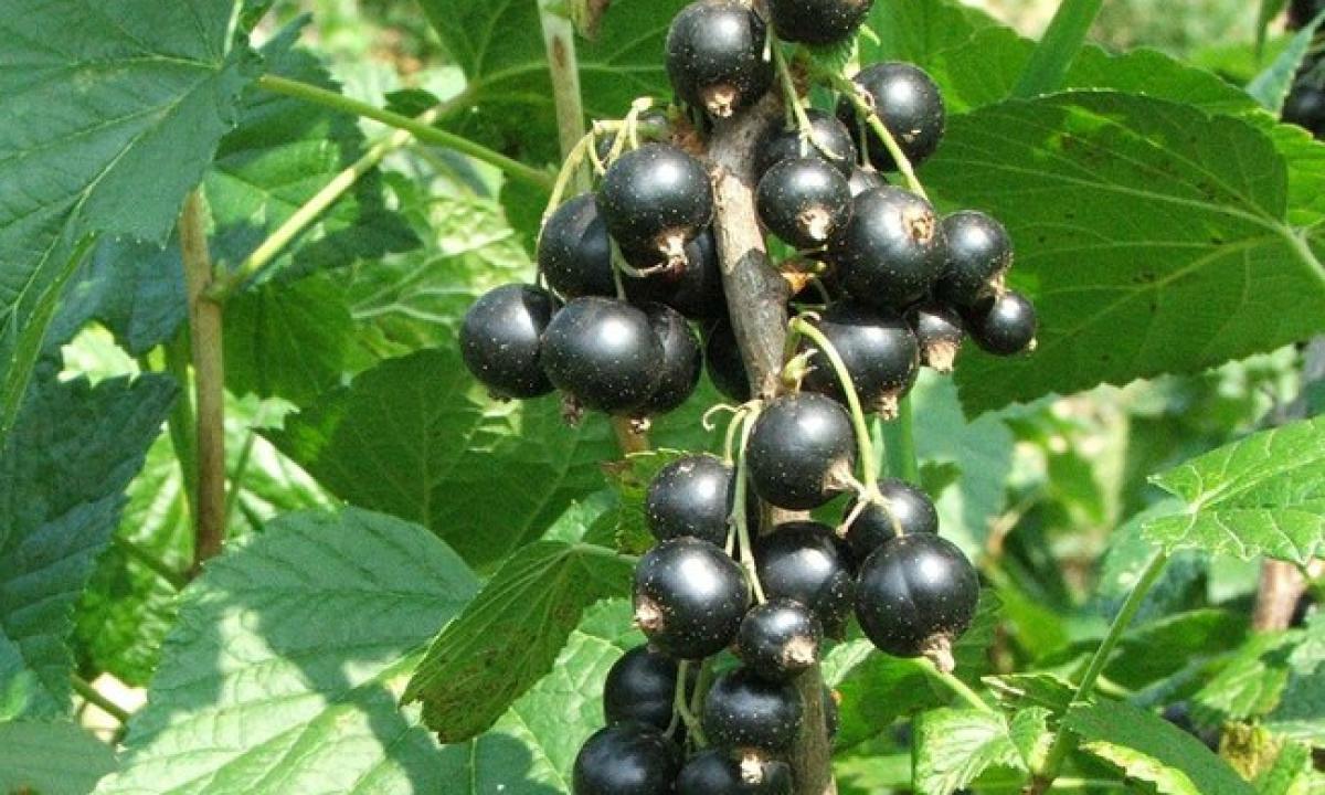 Uždrausti juodieji serbentai. „100 metų.“ Kas vyksta?