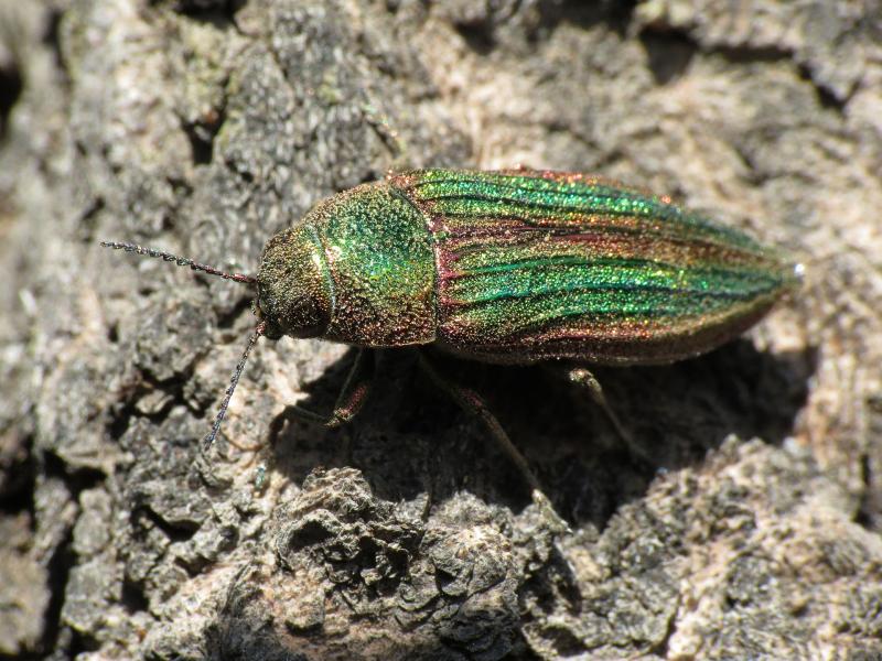 Buprestis aurulenta