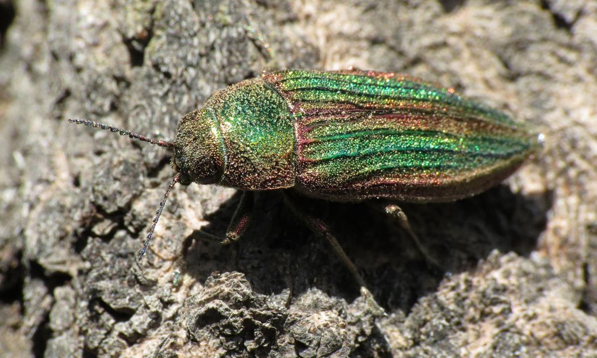 Ilgiausiai pasaulyje gyvenantis vabzdys. Amžius nustebins visus