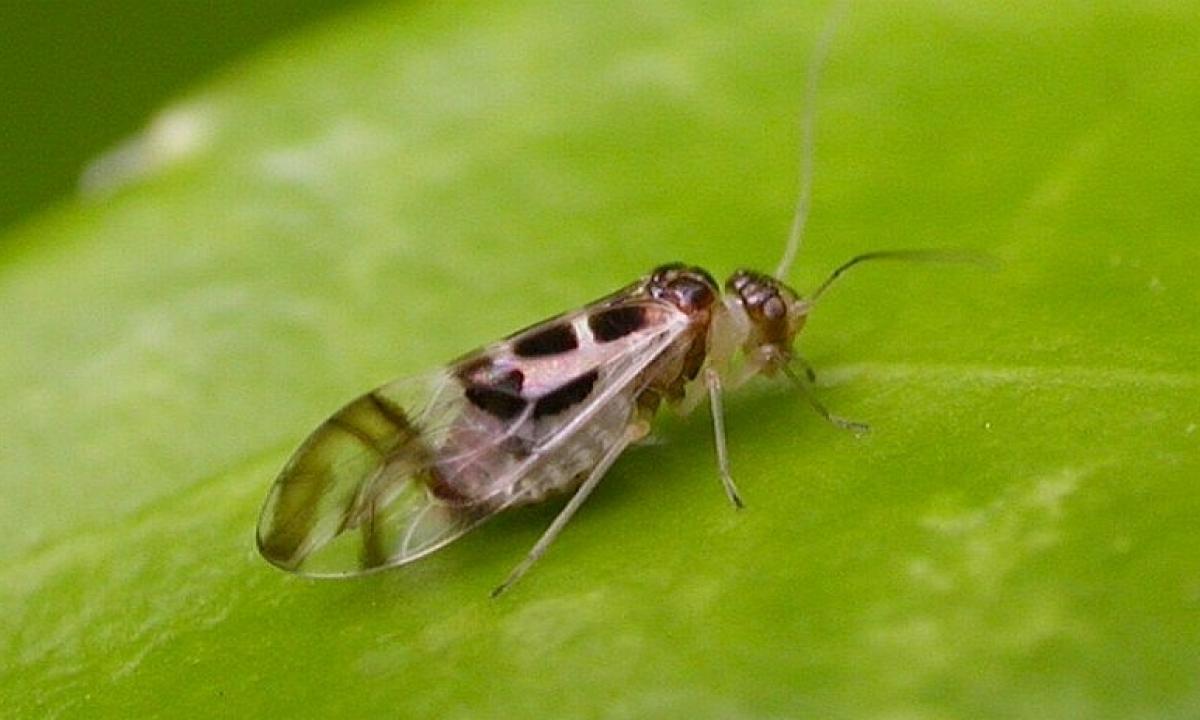 Jie greitai dauginasi namuose. Jei juos pastebėjote, nedelsdami imkitės veiksmų