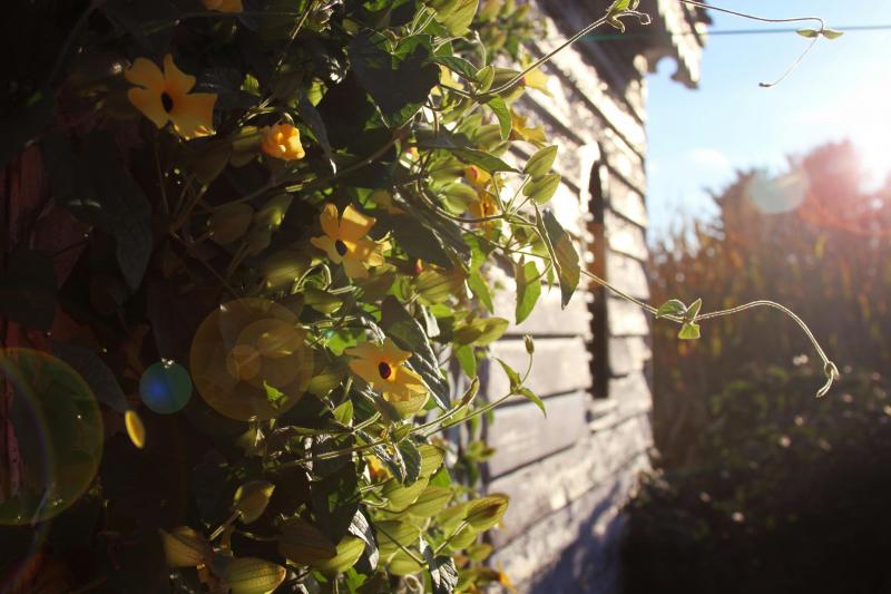 Asociatyvi nuotrauka