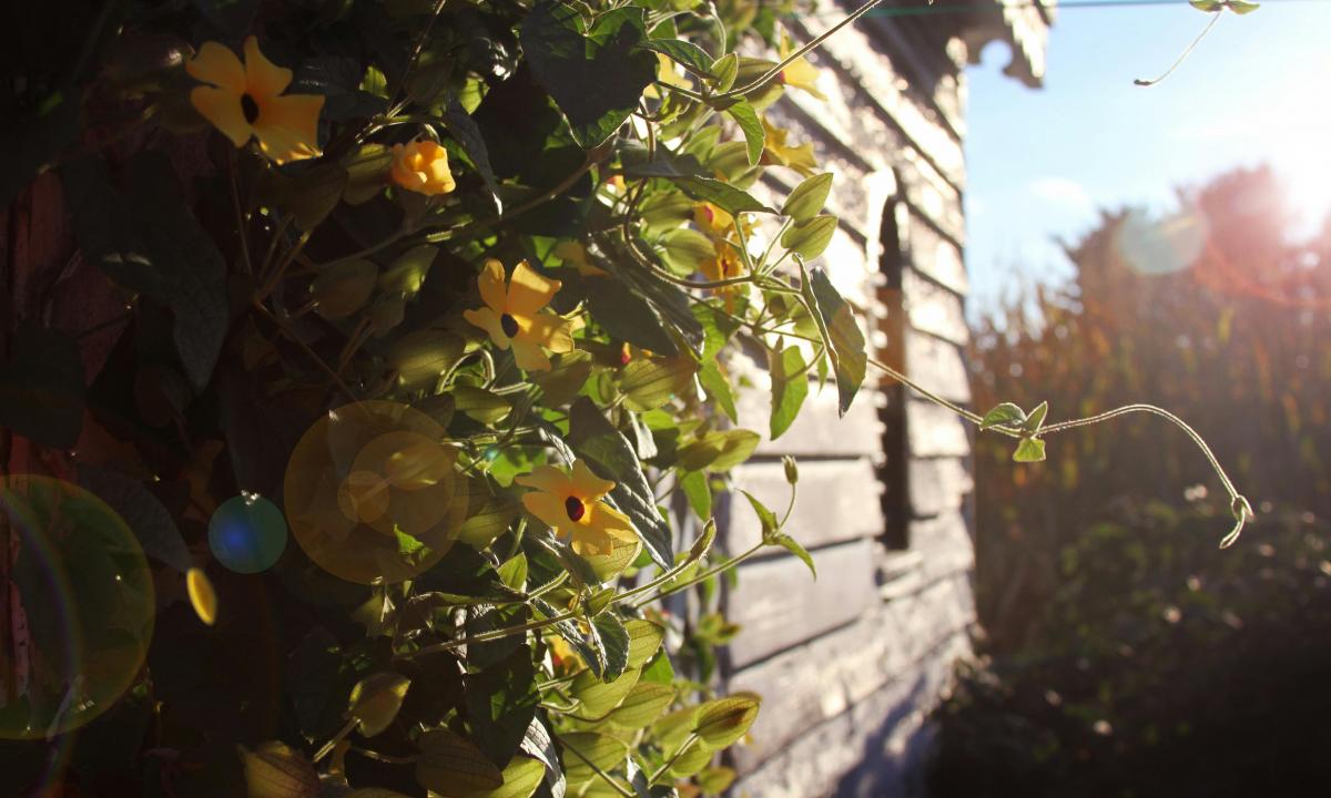 Šis mažasis kaimynas išgelbės jūsų derlių: sužinokite, kaip jį prisivilioti nemokamai