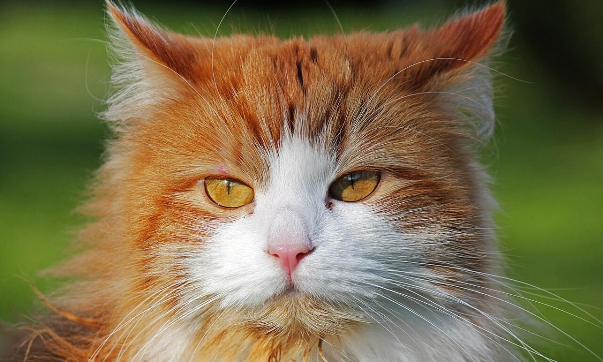 Katėms mirtina daržovė. „Ji yra kiekvienoje virtuvėje“