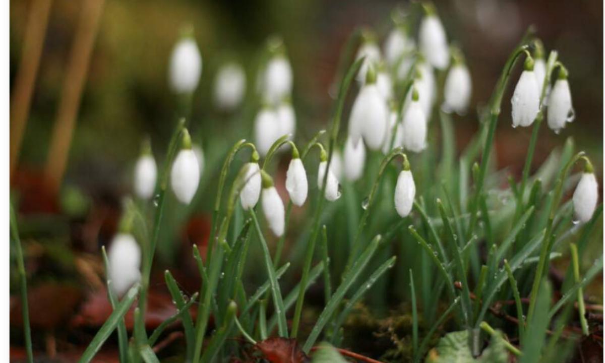 Sniego debesys „suvalgė“ pavasarį – pasiruoškite šokui!
