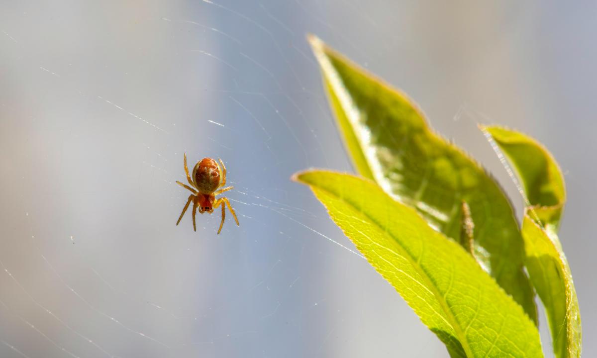 Sportuojate miške? Jūs ką tik išsiuntėte erkių armijai savo GPS koordinates!