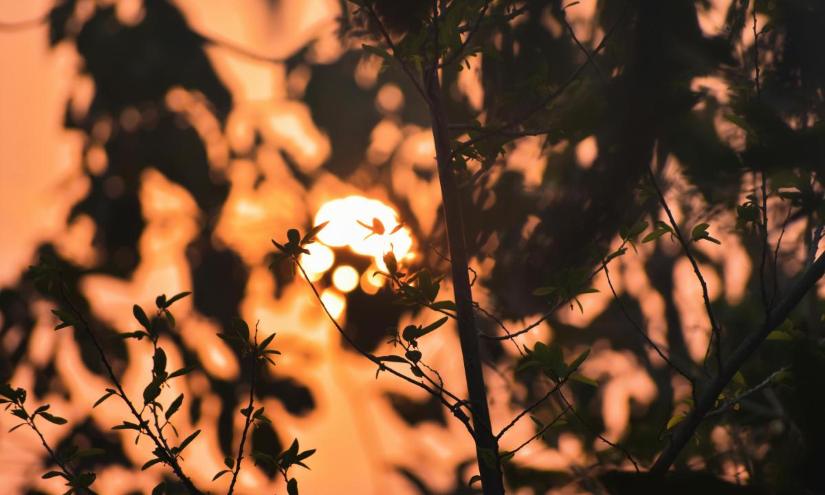 „Sraigių ir pelių antplūdis“: šiurpus ženklas, kurį „modernus mokslas“ pražiopsojo, bet senoliai jau mato