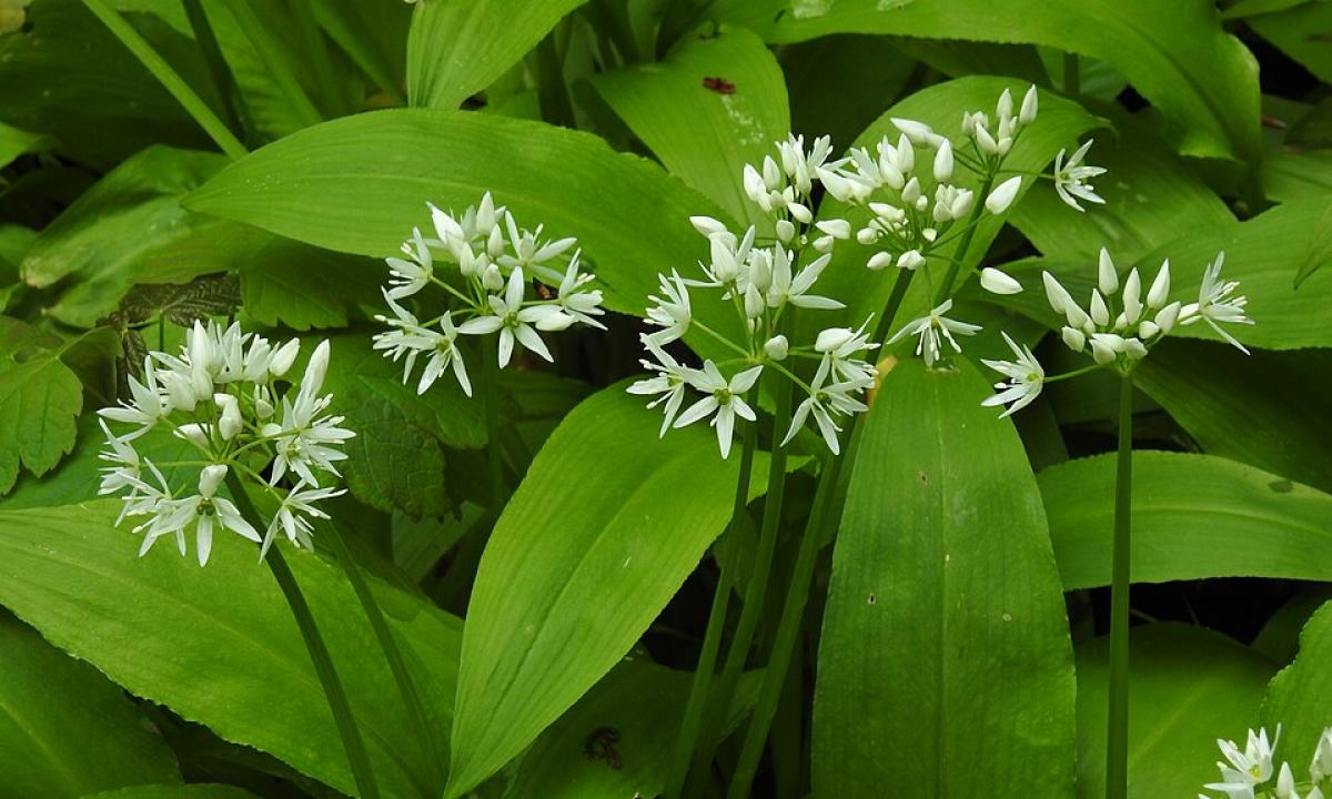 Sezonas tik prasideda. Tai vienas sveikiausių augalų Lietuvoje