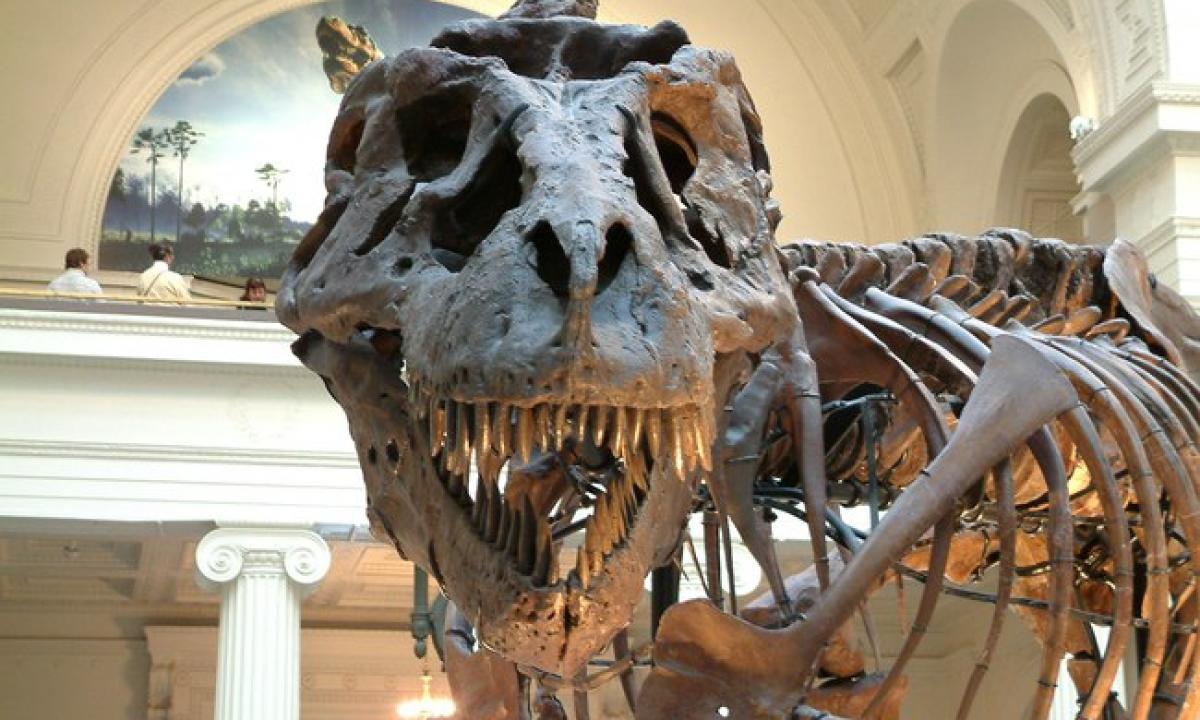 Laikas bėga. Skelbiama sekančio didžiojo išmirimo Žemėje data