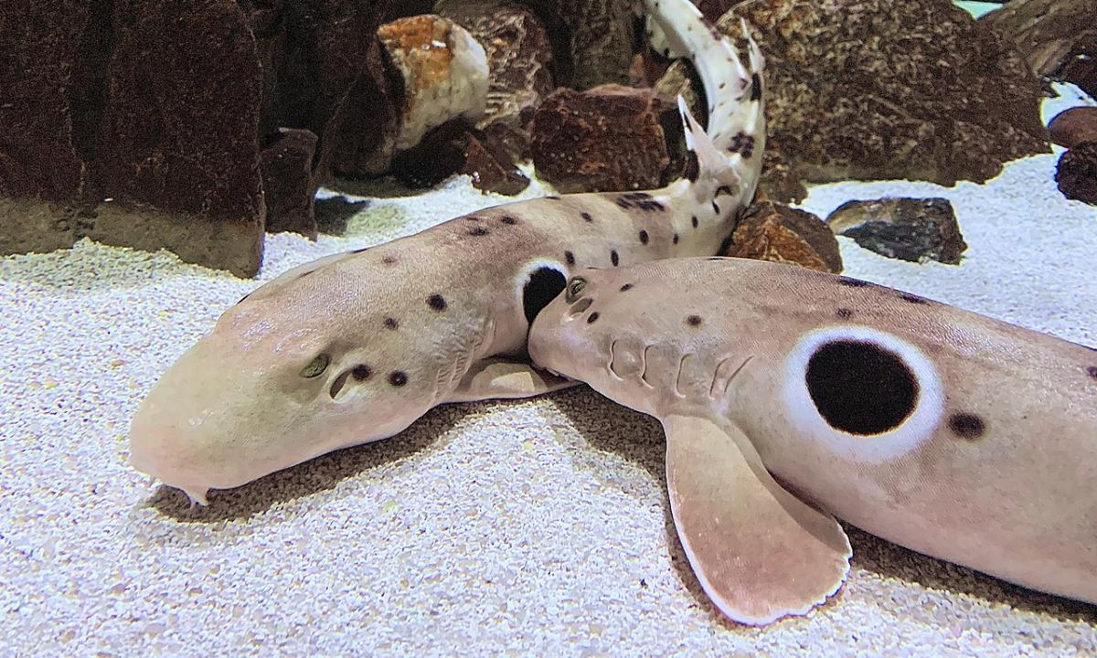 Keisčiausi rykliai Žemėje. Laužo evoliucijos taisykles. Jie „vaikšto“ sausuma (VIDEO)