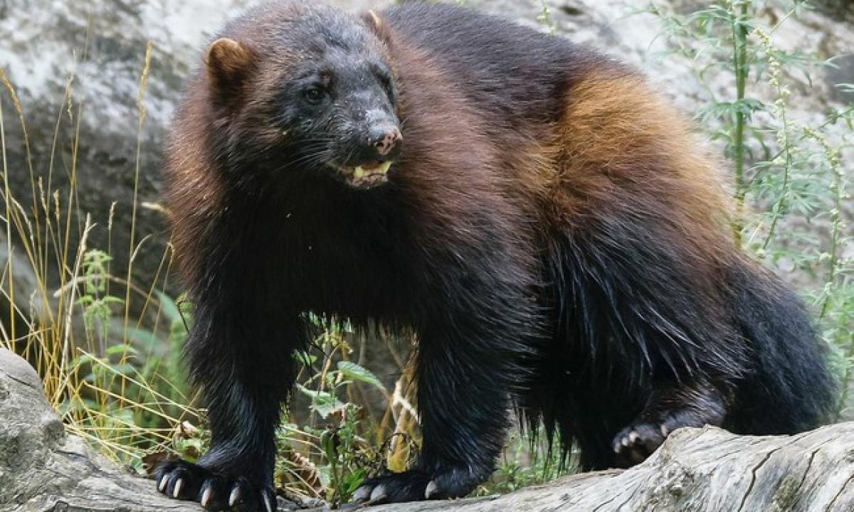 Šis karys sudrebina visą mišką. „Jo bijo net vilkai ir lokiai...“ (VIDEO)