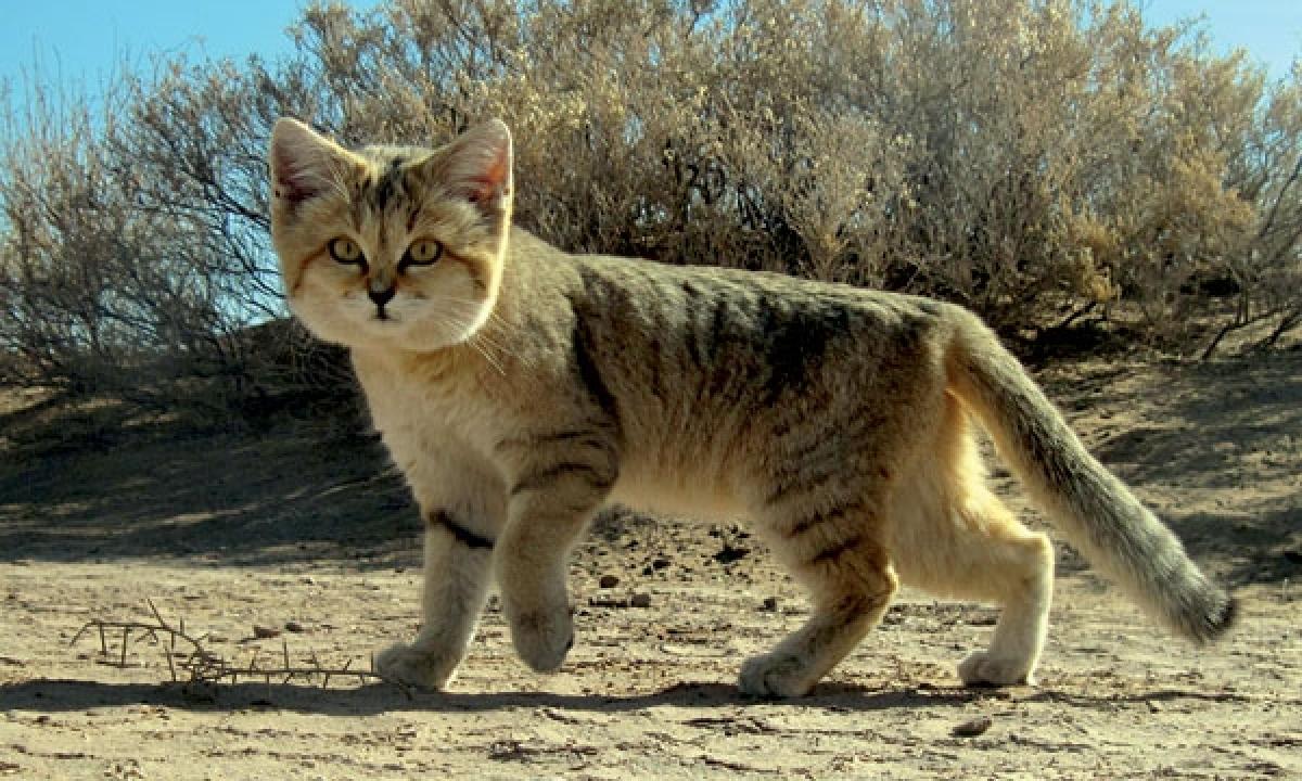 Jos gyvena dykumoje ir loja kaip šunys. Keisčiausios katės pasaulyje (VIDEO)